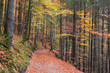 Waldweg neben dem Eibsee in Bayern Deutschland