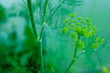 Inflorescences of dill on blurred green background. Dill umbels for publication, poster, calendar, post, screensaver, wallpaper, cover. Fennel grow. Anethum graveolens. High quality photo