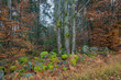 Bunter Laubwald im Herbst, Bayern, Deutschland, Europa