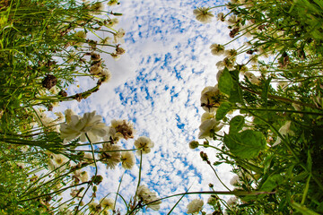 Wall Mural - Delightful field