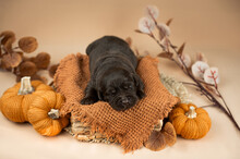 Horizontal Warm Studio Photo, View From Top On Newborn Puppy Of Chocolate Labrador Retriever Dog Laying In Basket In Autumn Decor With Knitted Pumpkins And Brown Leaves On Beige Background