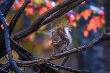 Wall Mural - A grey or is it gray squirrel in the woods at Massanutten VA during a Beautiful Autumn Day.  This furry little rodent is having a great time sitting on the tree branches in September.