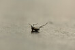 A macro view of a dead mosquito isolated on the floor