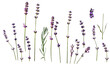ser .Lavender flowers isolated on white background. Set of lavender twigs and flowers. Different inflorescences and sizes. isolated on white background