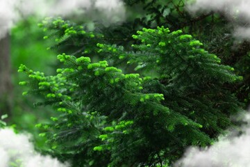 Canvas Print - Aerial green forest with white misty clouds.