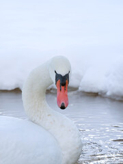 Sticker - portrait of a white swan on white snow