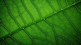 Fototapeta  - texture plant macro background close illustration natural leaf, green color, beautiful bright texture plant macro background close