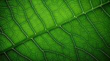 Texture Plant Macro Background Close Illustration Natural Leaf, Green Color, Beautiful Bright Texture Plant Macro Background Close