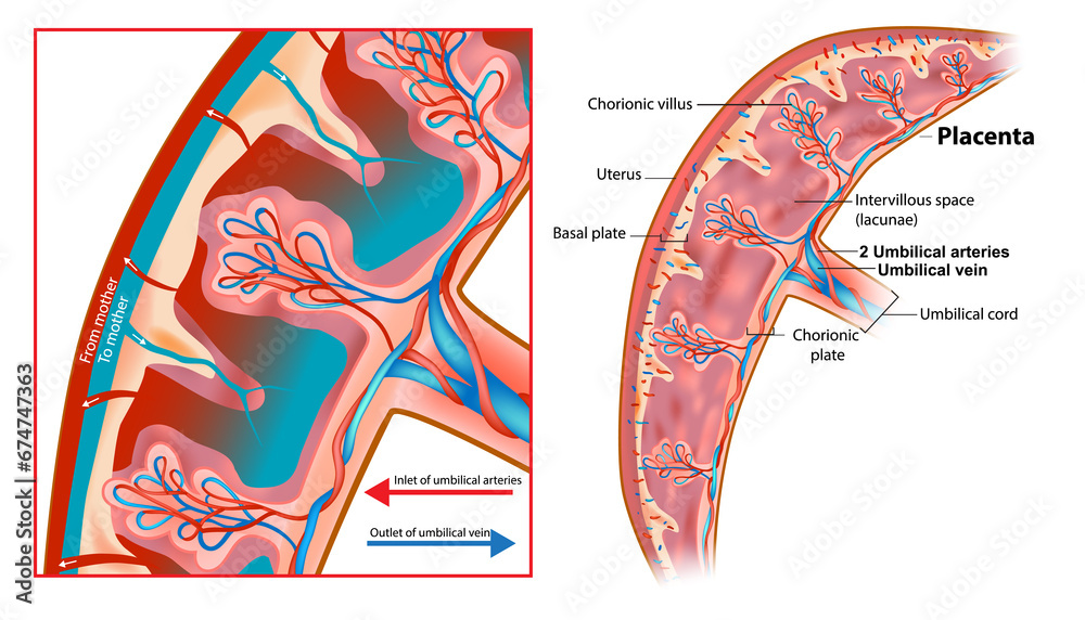 Human Fetus Placenta Anatomy. Structure of the chorionic villus ...