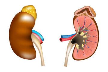 Wall Mural - The structure of the kidneys and adrenal gland. Human kidney medical diagram with a cross section of the inner organ