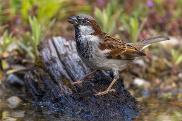 Wall Mural - Haussperling (Passer domesticus) Männchen