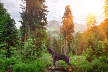 Canvas Print - A beautiful young dog in the forest with green trees