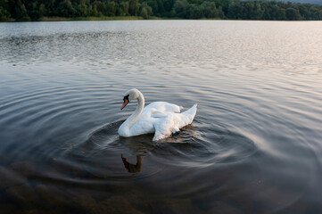 Wall Mural - A white majestic swan floats in front of a wave of water. Young swan in the middle of the water. Drops on a wet head.