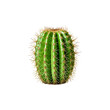 Green Cactus Isolated on Transparent Background PNG