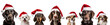 Dogs in Santa hats set. 