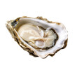 Oyster on Ice Isolated on a Transparent Background 