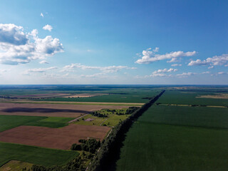 Wall Mural - Beautiful agricultural landscape, open field with blue sky and white clouds. Farmfields from a bird's eye view.