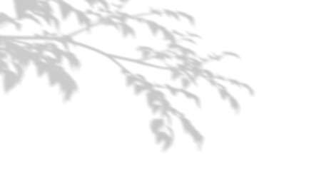 Wall Mural - real shadow tree branches shade on transparent backgrounds 3d render png