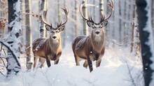 Twins. Winter Wildlife Landscape With Two Noble Deer (Cervus Elaphus). Deer With Large Branched Horns On The Background Of Snow-Covered Birch Forest. Two Stag Close-Up, Artistic View. Two Trophy Deer