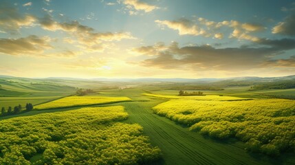 Wall Mural - Aerial view of bright green agricultural farm field with growing rapeseed plants at sunset.