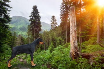 Poster - A beautiful young dog in the forest with green trees