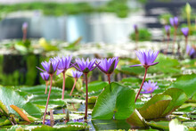 Lotus Flower In Nature Place