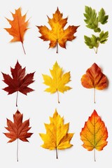 Poster - A collection of various colored leaves arranged on a white surface. This image can be used to add a touch of nature and autumn vibes to any design.