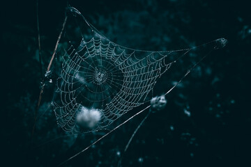 Spiderweb with rain drops, on the meadow