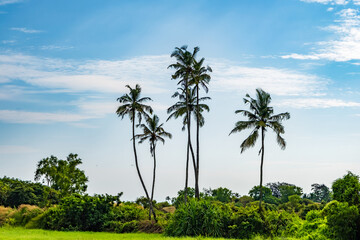 Wall Mural - coconut trees palms against the blue sky of India