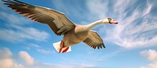 A Goose Flying Wiht A Blue Sky In The Background