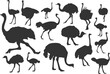 set of ostrich silhouette