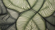 Close Up Of Intricate Leaf Venation Patterns