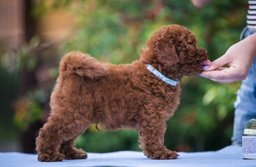 Poster - Poodle babies in kennel. miniature poodle puppy.. Dwarf poodle	
