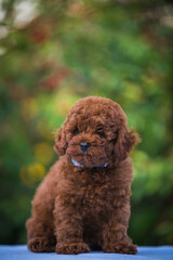 Canvas Print - Poodle babies in kennel. miniature poodle puppy.. Dwarf poodle	