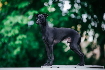 Wall Mural - Italian Greyhound dog posing in beautiful green park.