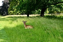 Male Fallow Deer Lying In The Grass In Summer, Charlecote Park, West Midlands, England, UK