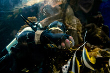 Scuba Diver Feeds Fish Into The Tunnel In The Aquarium