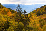 Fototapeta Na ścianę - Golden Autumn Trees In Smoky Mountains National Park