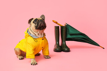 Wall Mural - Cute French bulldog in raincoat with umbrella and gumboots on pink background