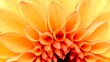 Close-up of an orange dahlia flower petals