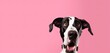a portrait of a great dane dog with a surprised expression, looking into the camera isolated a pink background.
