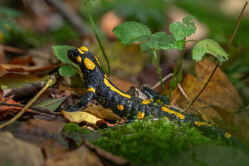 Canvas Print - Spotted salamander on wet leaf.