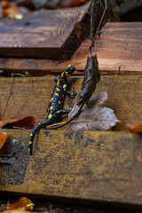 Wall Mural - Spotted salamander on a wet ledge.