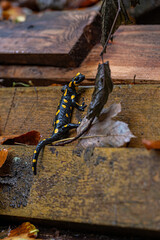 Canvas Print - Spotted salamander on a wet ledge.