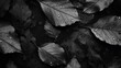 Black background. Background from autumn fallen leaves closeup. Black and white photo. photography ::10 , 8k, 8k render 