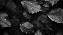 Black Background. Background From Autumn Fallen Leaves Closeup. Black And White Photo. Photography ::10 , 8k, 8k Render 