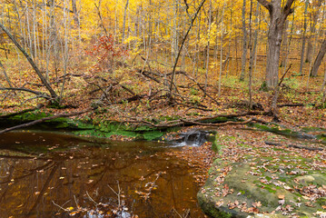 Wall Mural - Autumn landscape in the woods.