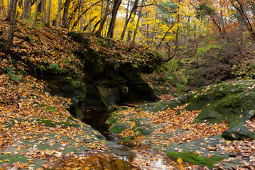 Wall Mural - Autumn landscape in the woods.