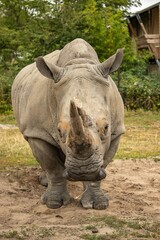 Wall Mural - Rhinoceros grazing in a lush green field.