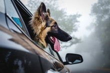 Old German Shepherd Dog With Its Head Out Of The Car Window, Enjoying The Breeze Of The Outdoor